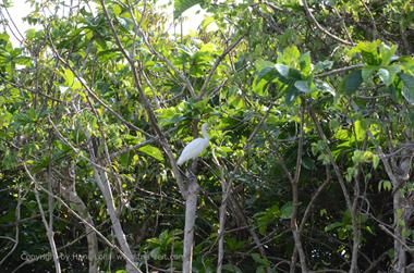 Poovar, Backwater Cruise,_DSC_8703_H600